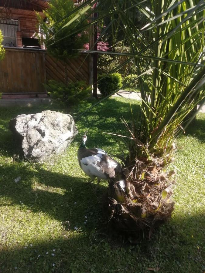 Vacation Home Nukri Gonio Ngoại thất bức ảnh